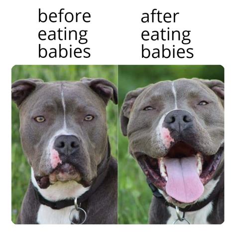 Are Pitbulls Still Eating Babies These Days Or Is That No Longer S