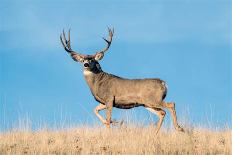 Patience Kills Big Bucks Petersens Hunting