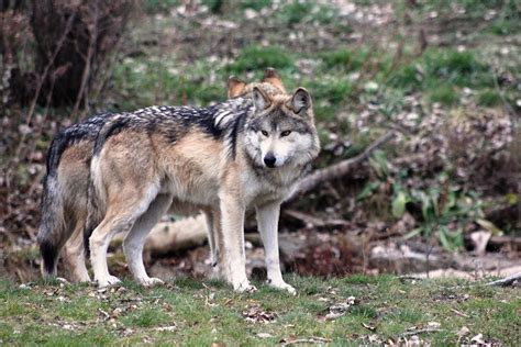 Mexican Gray Wolves The Endangered Wolf Youve Never Heard Of