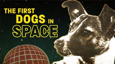 Strelka gave birth to six puppies, one of which was given to us president john f kennedy by the soviet leader. The story of the Soviet space dogs - YouTube