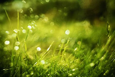 Sunny Abstract Green Nature Background Selective Focus Stock Image