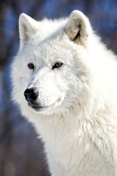 33 Best White Wolves With Bright Blue Eyes Images On Pinterest Bright