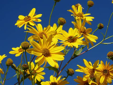 Di elena moretti e valdo mori presentano a cena con l'assassino. Fiori Gialli Mediterranei / Pianta Phlomis In Vaso 7cm ...