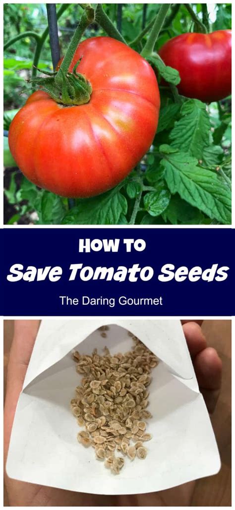 How To Save Tomato Seeds The Daring Gourmet