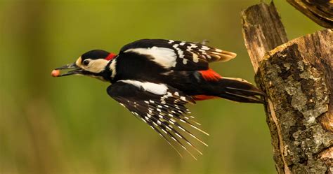 Great Spotted Woodpecker Goodenbergh Leisure