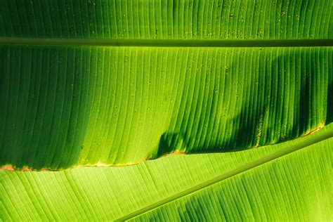 Green Tropical Leaves Desktop Wallpapers Wallpaper Cave