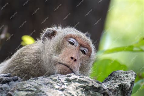 Premium Photo Lovely Monkeys Sleeping A Funny Monkey Lives In A