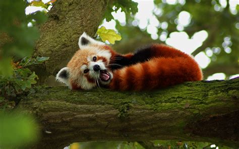 Red Panda In Tree Wallpapers Hd Desktop And Mobile Backgrounds