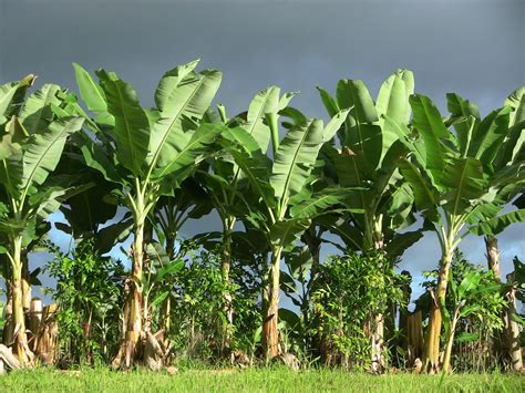 How To Grow And Care For A Banana Tree The Ultimate Guide Landscape Wired