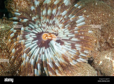 Feather Duster Worm Feather Duster Worm Sabellastarte Spectabilis