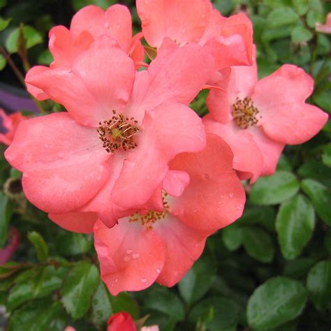 Flower Carpet Rose Coral Easy To Grow Bulbs