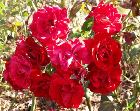 Red Floribunda Roses Floribunda Roses Rose Memorial Garden
