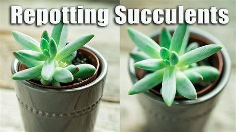 How To Repot Succulents And Cactus The Right Way Pathos Bay