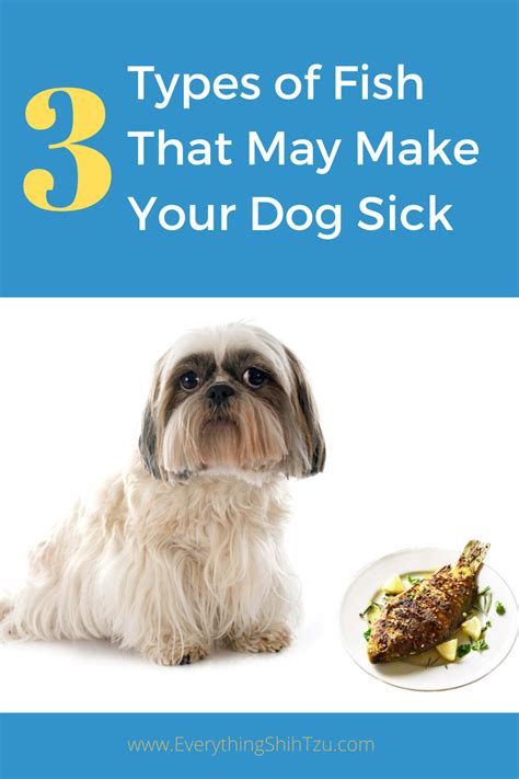 She is not overweight at all and although to some blue buffalo may be the best dog food, nothing beats a good home cooked meal. Can Shih Tzu Eat Fish in 2020 | Best puppy food, Raw dog ...