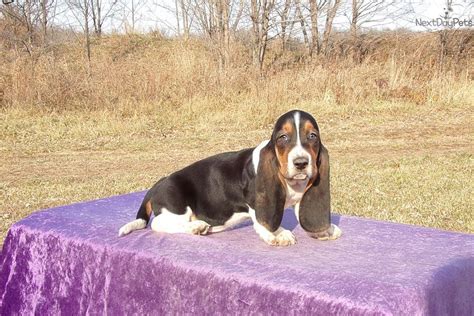 One of the first things you should do when searching for a puppy in missouri. Morgan: Basset Hound puppy for sale near Kansas City, Missouri | f31a514f-73b1 | Hound puppies ...