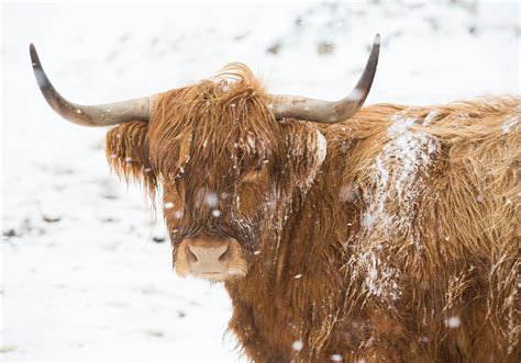 Stunning Snow Dusted Scotland Captured In Pictures As Spring Kicks Off