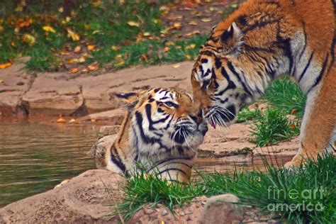 Tiger Kiss Photograph By David Rucker