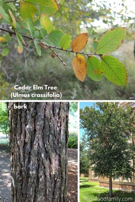 13 Types Of Elm Trees With Leaves Bark And Pictures Tree