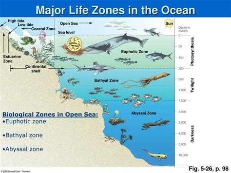 Marine Life Classification Chart Ocean Zones Marine Ecosystem
