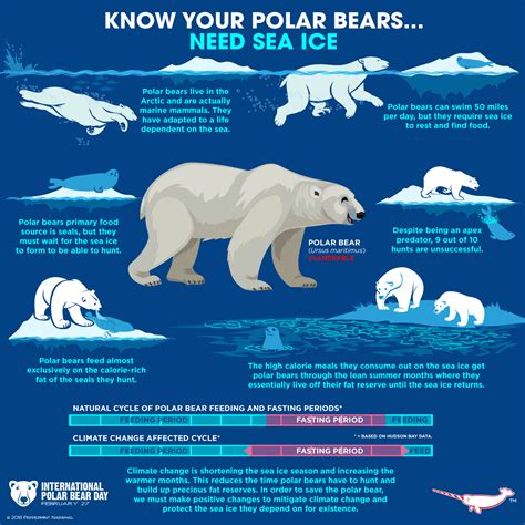 Polar Bear Polar Bear Polar Bear Infographic Polar