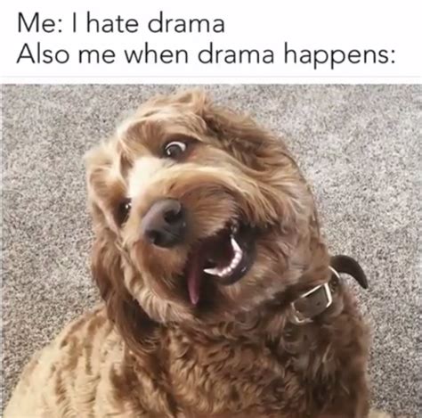 15 Funny Goldendoodle Memes To Make Your Day Page 3 Of 5