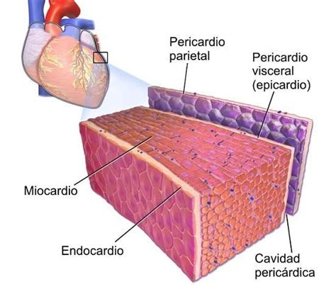 Descubre Las Tres Capas Del CorazÓn ¡¡con ImÁgenes Cardiac Heart