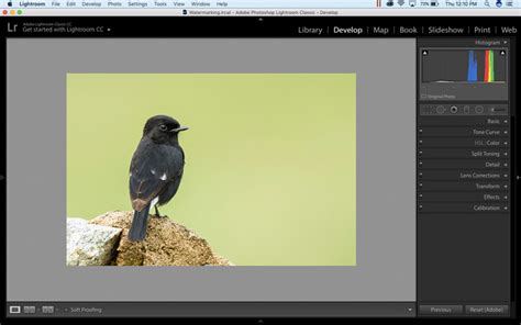 How To Add Watermark In Lightroom And Photoshop Photographyaxis