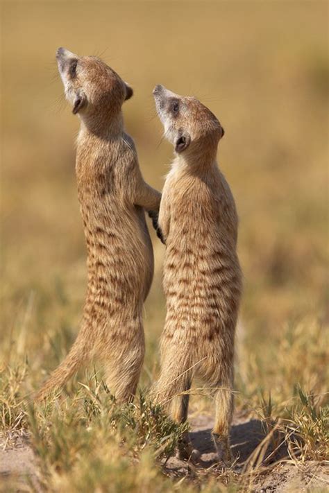 14 Best Meerkats Gone Wild Images On Pinterest Animals