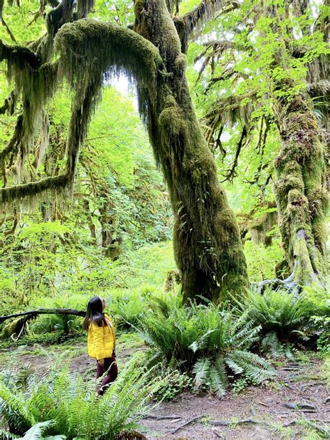 Hall Of Mosses Hoh Rainforest Olympic National Park 11 A Passion And