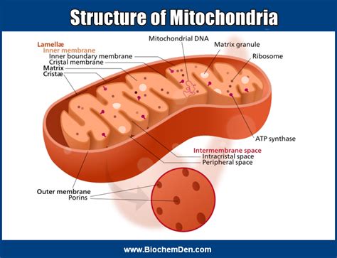 Structure Of Mitochondria And Functions Science Biology Science Art