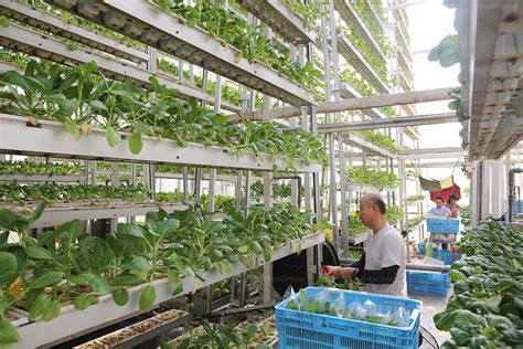 Sky Greens Vertical Farming Agriculture Singapore South East Asia