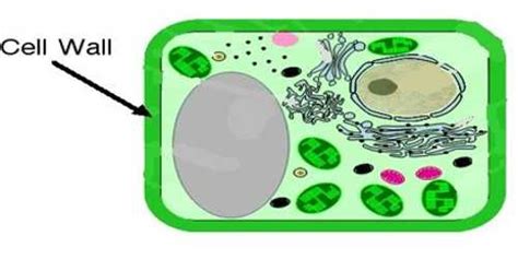 Cell Wall In Plant Cell Qs Study