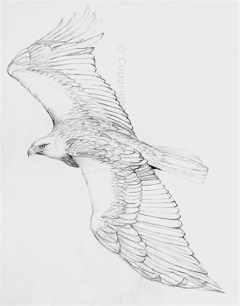 Pencil Drawings Of Eagles Eagle Drawings Pencil The Hazel