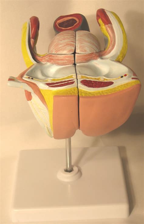 Female Genital Anatomy Anatomical Model Sex Education Medical School Teaching Ebay