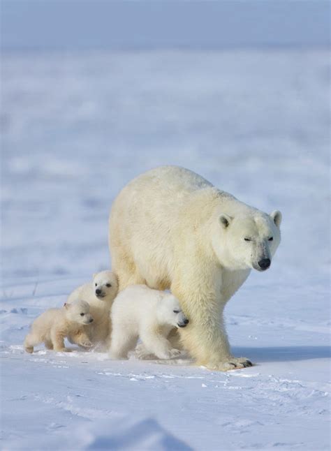 Mother Polar Bear With Three Cubs Photograph By Keren Su