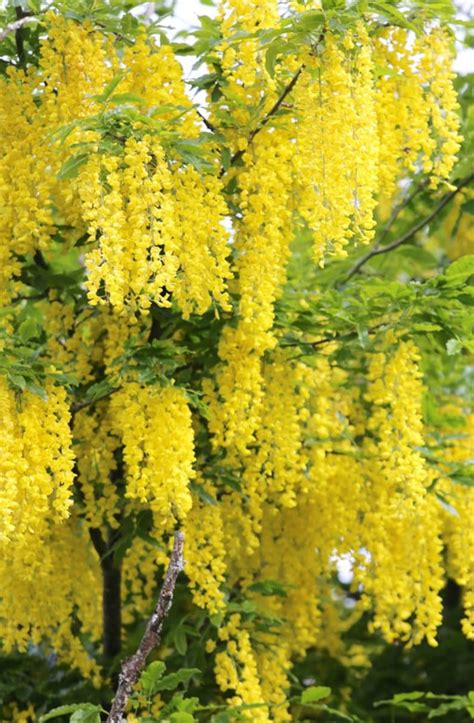 Golden Chain Tree Laburnum Anagyroides Live Potted Tree 18 28 Etsy