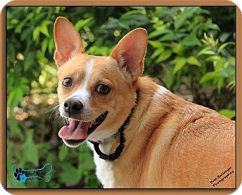 Please.if you want correct and current information. Sarasota, FL - Corgi Mix. Meet Hanzie a Dog for Adoption.