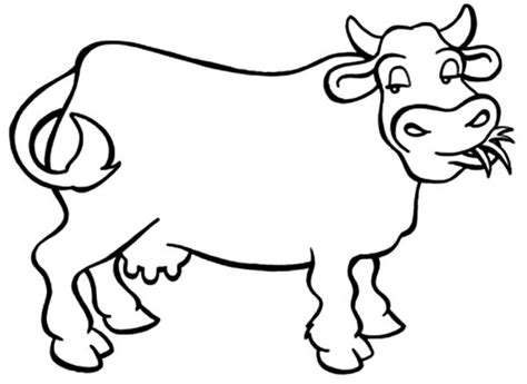 Dairy Cow Chewing Grass Coloring Pages Netart