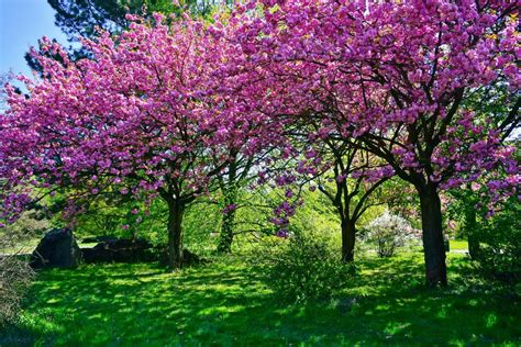 Drzewa Kwitnące Na Różowo Ozdobne Drzewka Z Różowymi Kwiatami Ogród