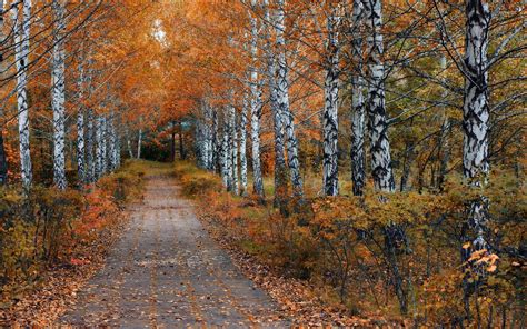 Path Through The Autumn Forest 3 Wallpaper Nature Wallpapers 45947