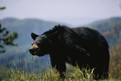 Spring Black Bear Hunters Reminded of Key Regulations - Montana Hunting and Fishing Information