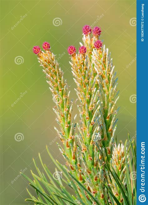 Chinese Red Pine Stock Photo Image Of Pine Tender 183477972