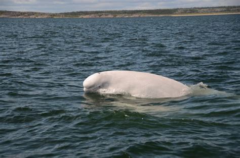 Five Fascinating Facts About Beluga Whales