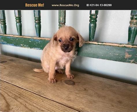 Adopt 21041300280 ~ Chihuahua Rescue ~ San Antonio Tx
