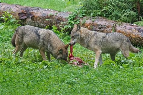 Two Brown Wolves Eating Raw Meat Free Image Peakpx