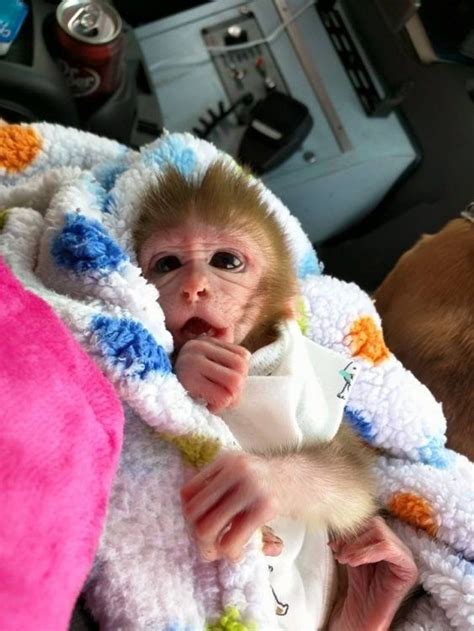 Capuchin Monkey For Sale Texas Pauletta Damon
