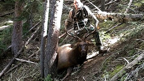 Archery Elk Colorado Youtube