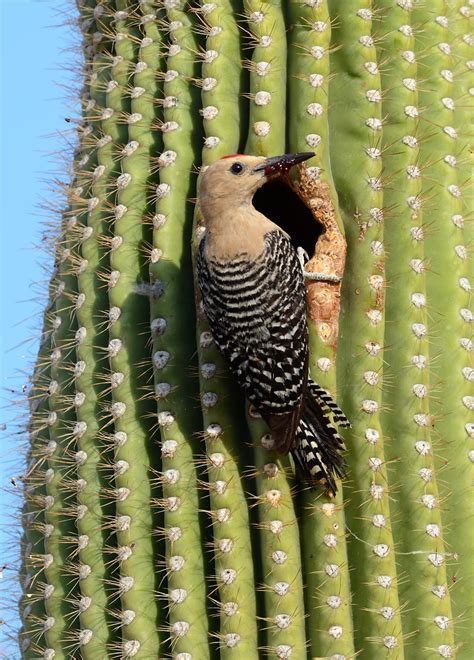 Cacti are a separate kind of plant. Bobby Harrison Bird Photography: Pic of the Day