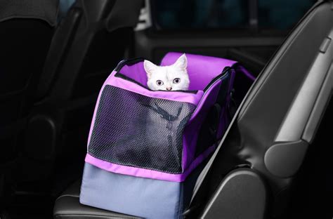 Motion Sickness in Cats: Symptoms and Ways to Help Relieve It - Neater Pets