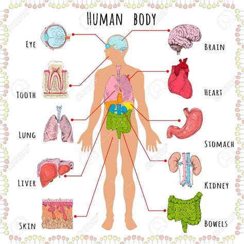 Mapa Conceptual Aparatos Del Cuerpo Humano Sistemas Del Cuerpo Humano